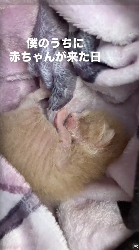 布に包まれた子猫