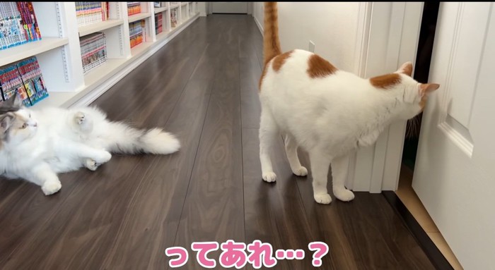 ドアの前の猫