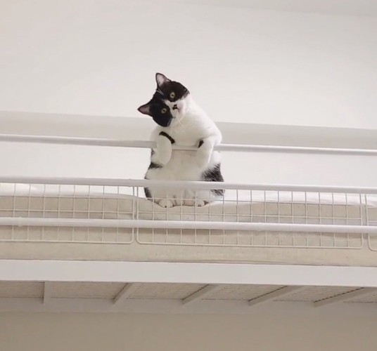 首を傾げる猫