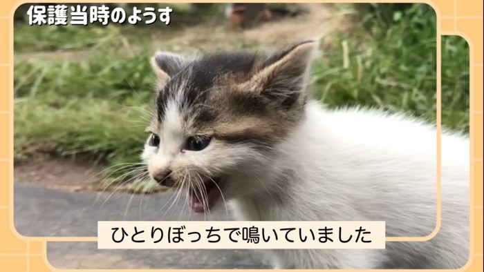 必死に鳴く子猫