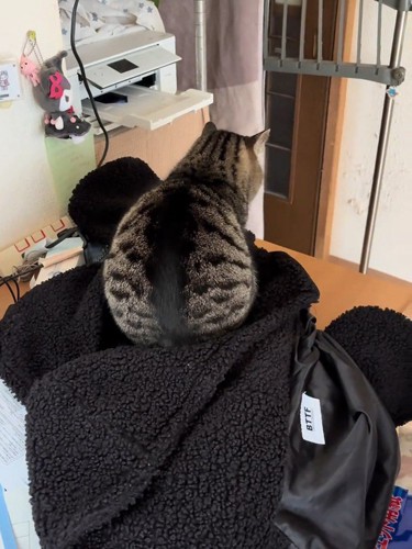 座っている猫の後ろ姿