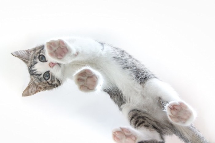 歩く猫を下から見た写真