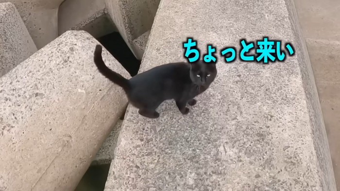 釣り場にいる黒ちゃん