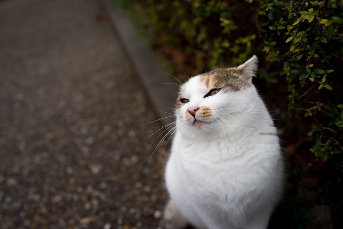 迷惑そうな猫