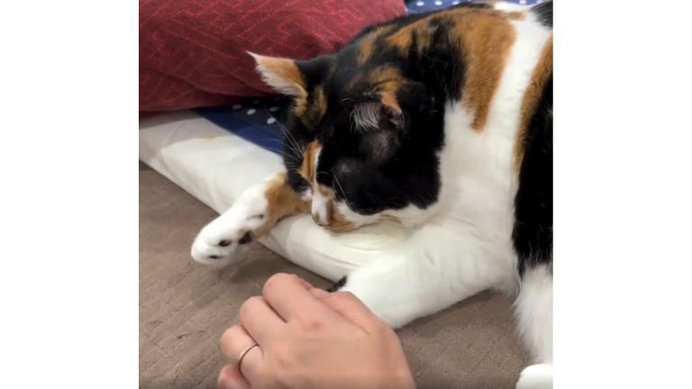 寝ている猫