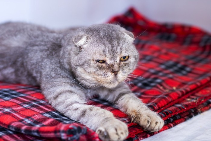 寝そべっている老猫