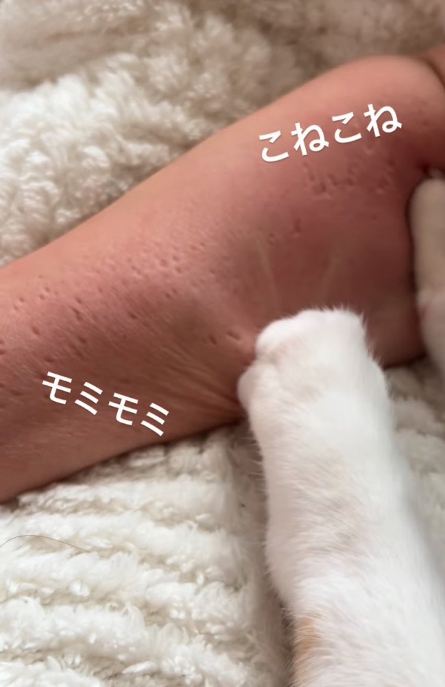 飼い主の腕をコネコネする猫2