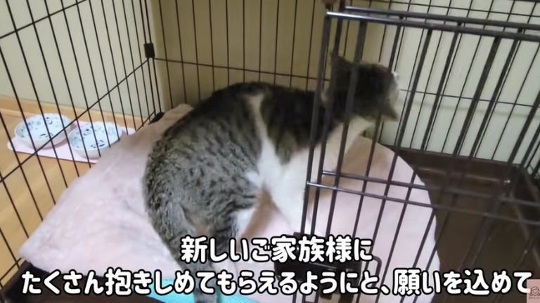 ケージの中で過ごす猫