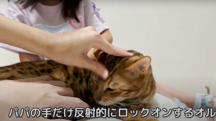 手をじっと見つめる猫