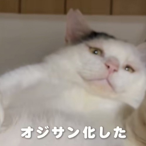 カメラを見下ろす猫