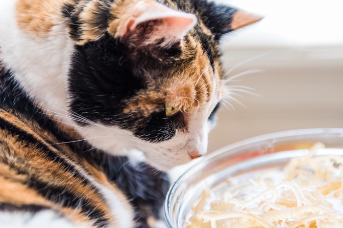 そうめんを食べている猫