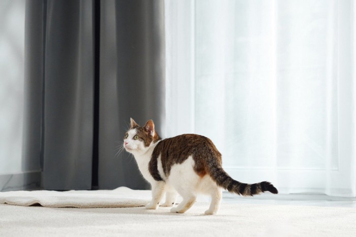 室内で立ち止まりどこかを見つめる猫