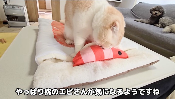 エビの形をした枕を舐める猫