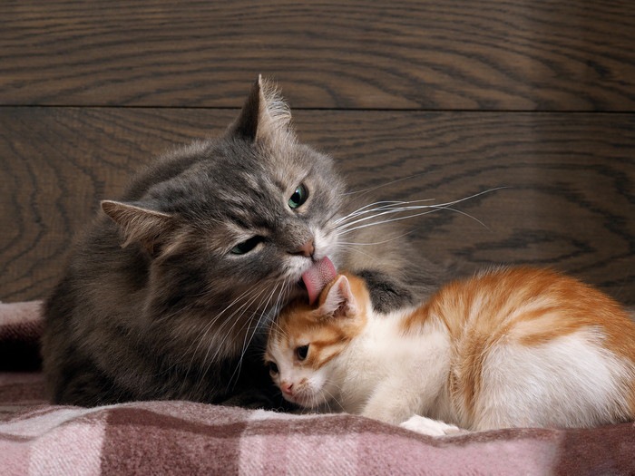 成猫と子猫