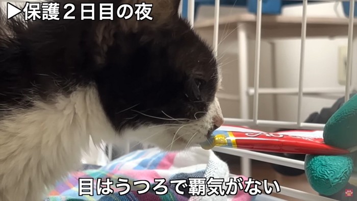 おやつを口にする猫