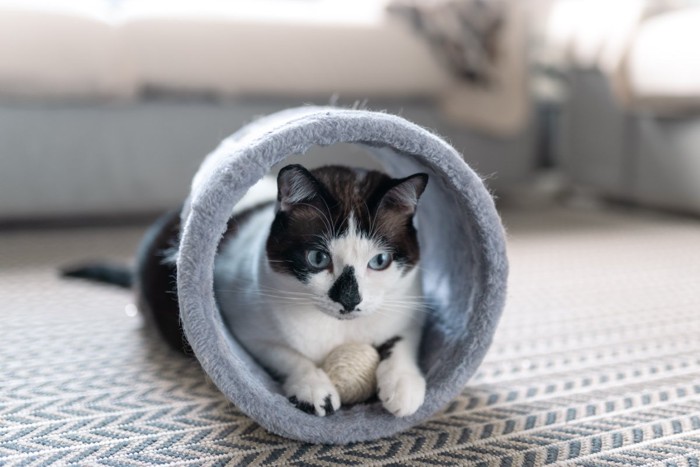 トンネルで遊ぶ猫