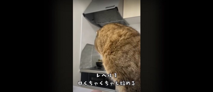 座っている猫