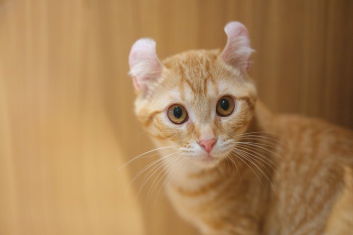 アメリカンカール