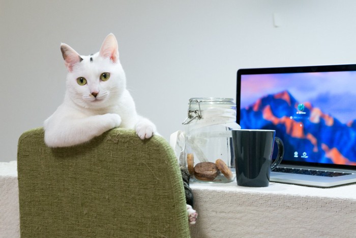 椅子に座っている猫