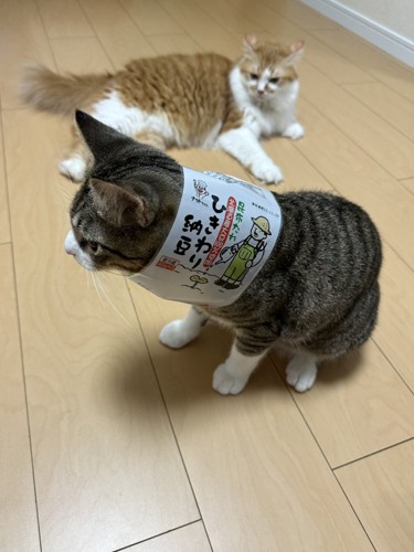 納豆のパッケージを首にくぐらせたキジ白猫と、横たわる茶白猫