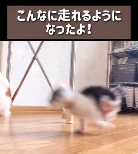 走る子猫