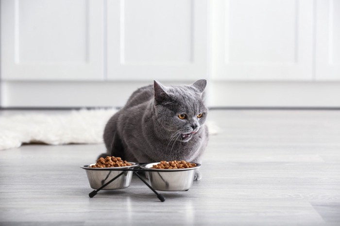 餌の前でなく猫