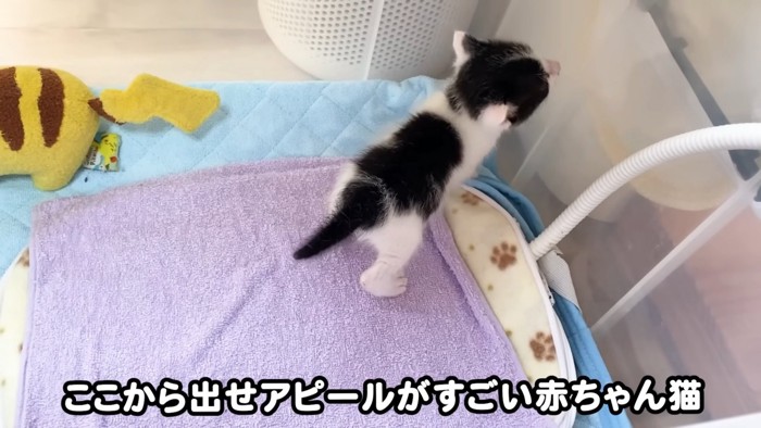 ケースの中を歩く子猫