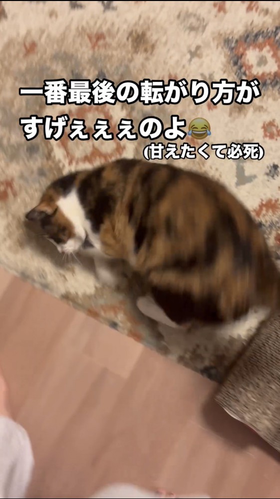 走って転がる猫