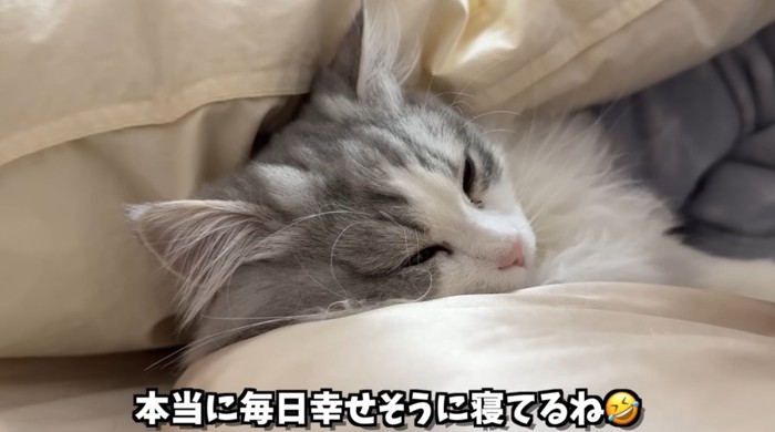 人間の隣で布団に入って寝る猫