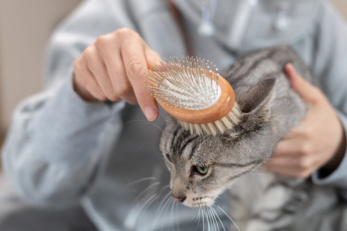 手入れをする猫