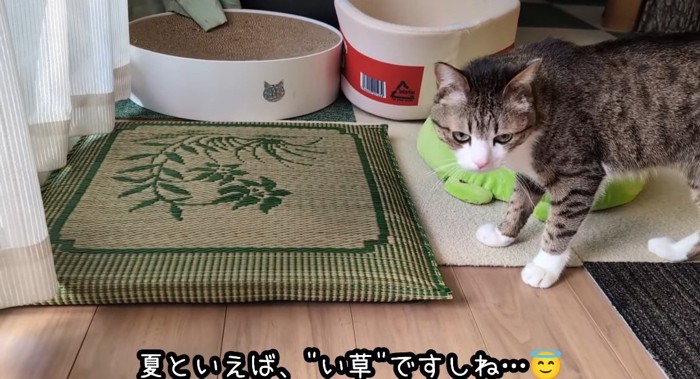 座布団に近づく猫