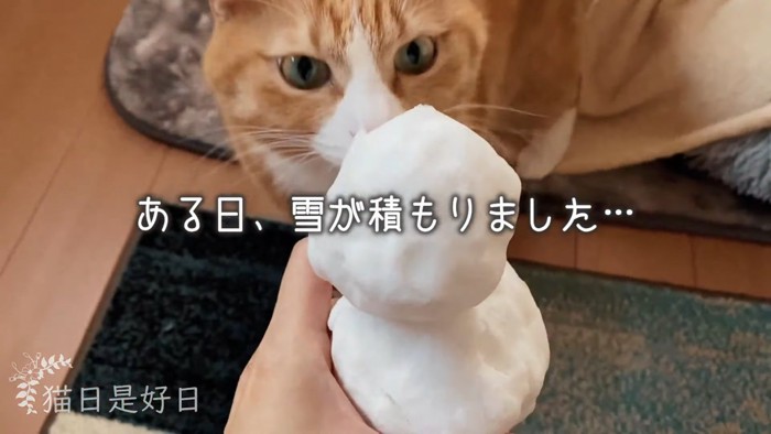 目の前に雪だるまが来た猫