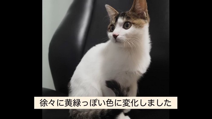 椅子の上に座る猫