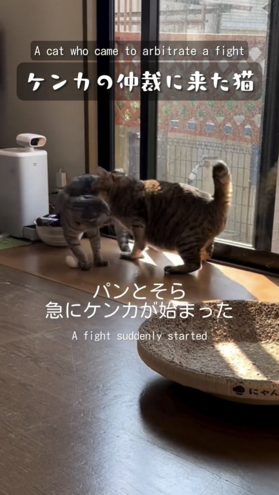 喧嘩する2匹の猫