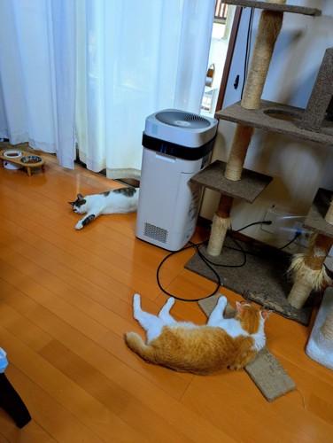 くつろぐ猫たち