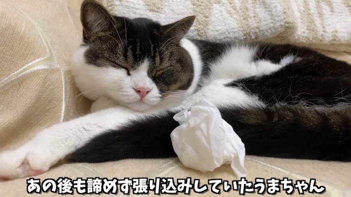 寝ている猫