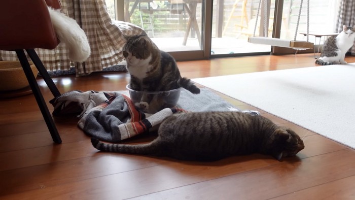 見つめる猫