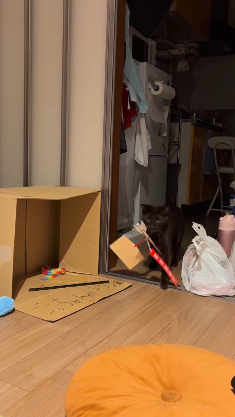 破魔矢を咥えてキッチンから歩いてくる猫