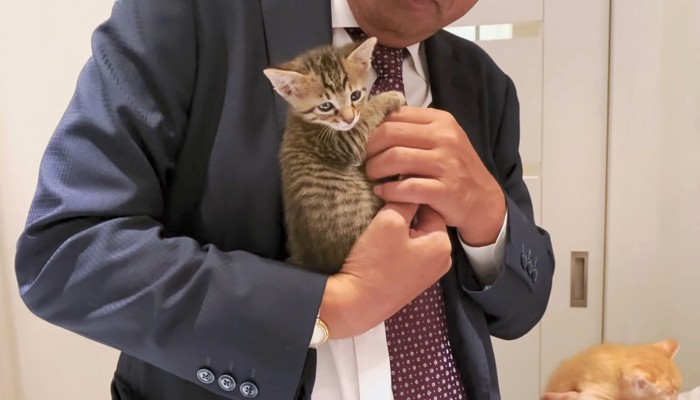 子猫を優しく抱き上げるパパさん