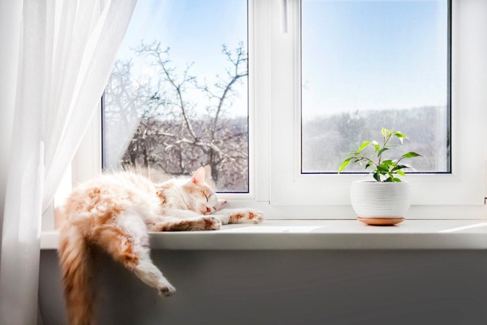 窓辺で寝る猫