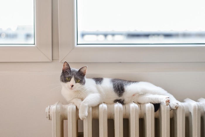 暖房の上でくつろぐ猫