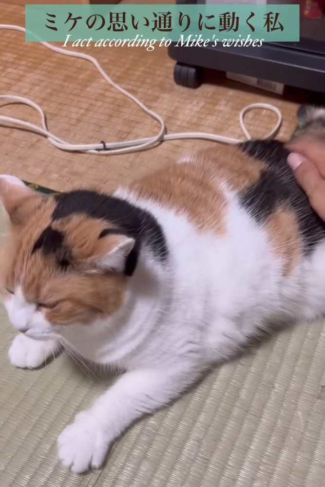 前足を広げる猫