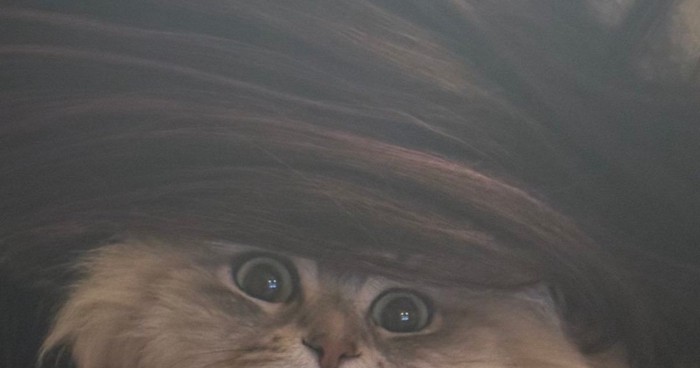 ママに吸われる猫