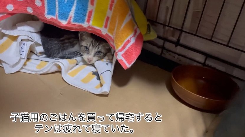 ハウスに入った猫