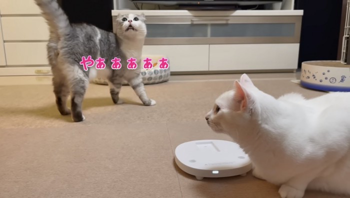 上を見上げるグレーの猫と白い猫