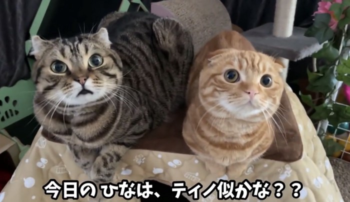 2匹の猫