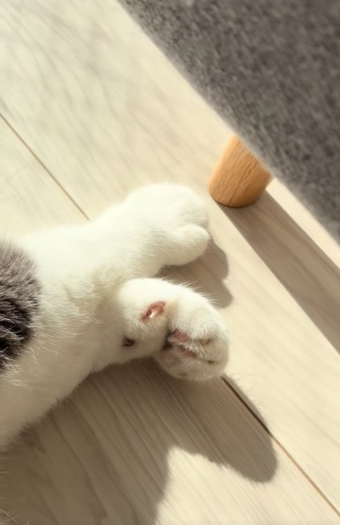 猫の前足アップ