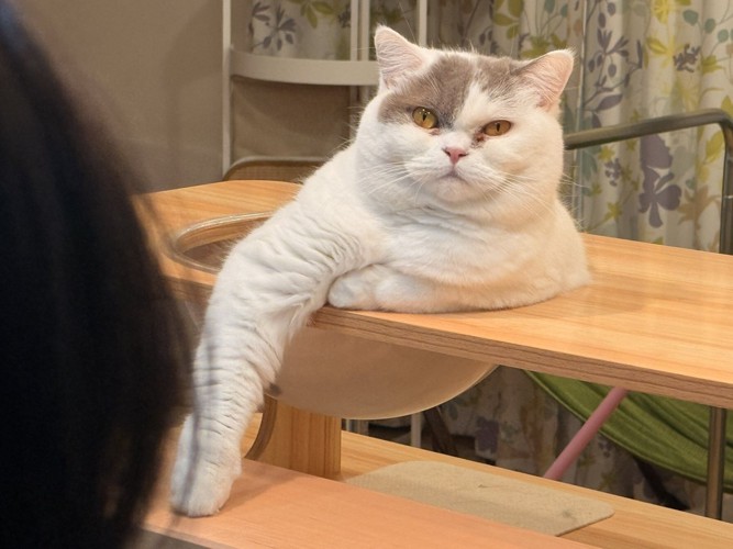 真剣にキッチンを見つめる猫の表情（アップ）