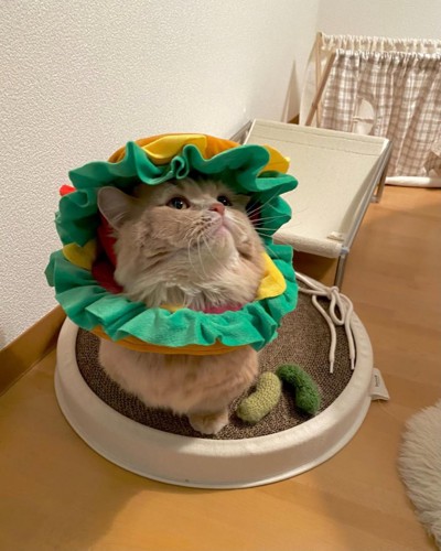ハンバーガーの被り物を被った猫