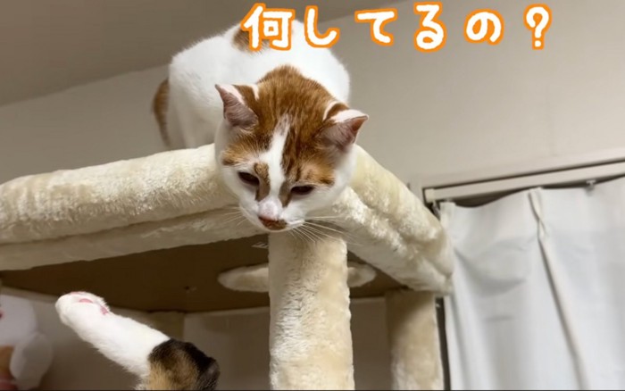 覗く猫